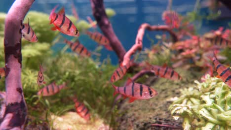 Close-up-shot-showing-swarm-of-tropical-red-colored-Fish-with-black-stripes-in-aquarium