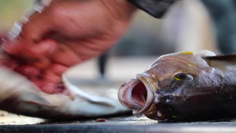 Filleting-fish-with-mouth-open