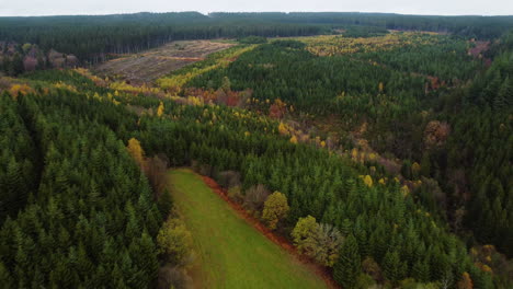 Woodland-landscape-with-dark-green-and-autumn-colors,-aerial-drone-view