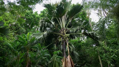 Video-De-Plantas-Increíbles-De-Un-Jardín-Botánico-En-Victoria-En-La-Isla-De-Mahe-En-Seychelles
