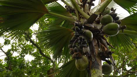 Video-Einer-Unglaublichen-Palme-Mit-Grünen-Kokosnüssen-Aus-Einem-Botanischen-Garten-In-Victoria-Auf-Der-Insel-Mahé-Auf-Den-Seychellen