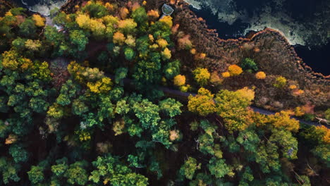 Majestic-forest-with-autumn-colors-and-lakeside,-aerial-top-down-view