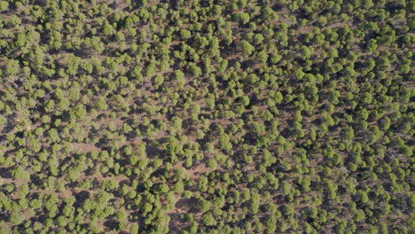 Aerial-view-of-pine-forest-in-the-interior-of-the-Iberian-peninsula-of-the-province-of-Castilla-La-Mancha,-Spain