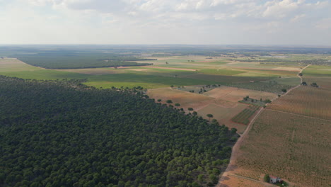 Luftaufnahme-Von-Kiefernwäldern-Und-Feldern-Im-Inneren-Der-Iberischen-Halbinsel-Der-Provinz-Kastilien-La-Mancha,-Spanien