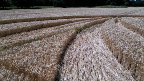 Aerial-view-following-Warminster-crop-circle-flattened-geometric-cornfield-pattern-on-English-farmland