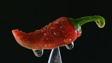 Bangladeschischer-Kulinarischer-Zauber:-Rote-Chilischote-Capsicum-Annuum-Im-Regen-Als-Begleiter