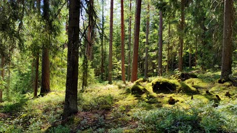 beautiful-green-forest-scenery-with-moss,-trees-and-natural-sunlight