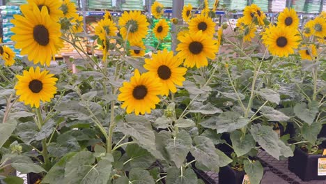 Potted-mini-sunflowers-in-nursery-garden-center