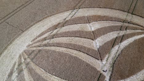 Aerial-view-looking-down-over-Warminster-2023-crop-circle-mysterious-cornfield-pattern