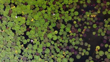 Lily-Pads-From-the-Sky-Above-|-Birds-Eye-View-Looking-Down-|-Zoom-Out-|-Blooming-Flowers-|-Green-Summer-Lily-Pads-|-Aerial-Drone-Shot-|-Location:-Kaloya-Park,-Kalamalka-Lake,-Oyama-B