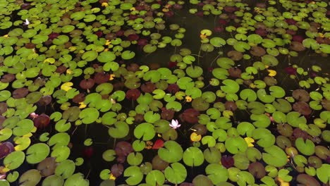 Lily-Pads-From-the-Sky-Above-|-Birds-Eye-View-Looking-Down-|-Pull-Back-|-Blooming-Flowers-|-Summer-Lily-Pads-|-Aerial-Drone-Shot-|-Loc:-Kaloya-Park,-Kalamalka-Lake,-Oyama-B
