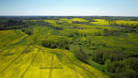 Surreal-dreamlike-landscape-of-lush-green-rapeseed-canola-farms,Poland