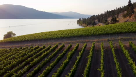 Winery-Overlooking-Okanagan-Lake-|-Lakecountry,-British-Columbia,-Canada-|-Wine-Tour-Tasting-|-Scenic-View-|-Wine-Vineyard-Rows-|-Lakeside-Shoreline-|-Summer-Time-|-South-Facing-Kelowna-|-Lakestone
