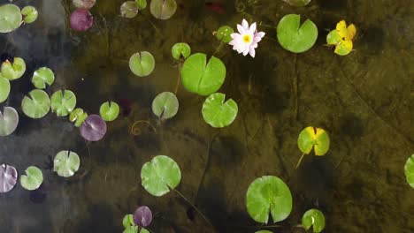 Lily-Pads-From-the-Sky-Above-|-Birds-Eye-View-Looking-Down-|-Close-Up-|-Blooming-Flowers-|-Summer-Lily-Pads-|-Aerial-Drone-Shot-|-Loc:-Kaloya-Park,-Kalamalka-Lake,-Oyama-B