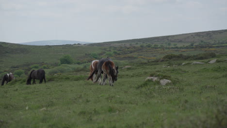 Wild-Horses-Grazing-in-Dartmoor-National-Park,-England