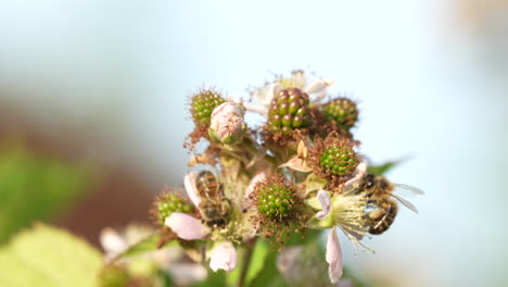 Bees-pollinate-blackberry-flowers-with-great-precision