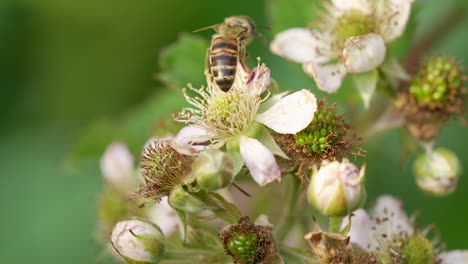 A-bee-pollinating-blackberry-flowers-moves-from-flower-to-flower,-a-macro-shot-with-a-lot-of-details