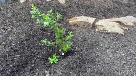 Planting-blueberry-bushes-along-driveway---diy-home-project