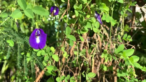 Butterfly-pea-flowers-on-the-tree,-Telang-flower-for-herbal-tea-raw-materials