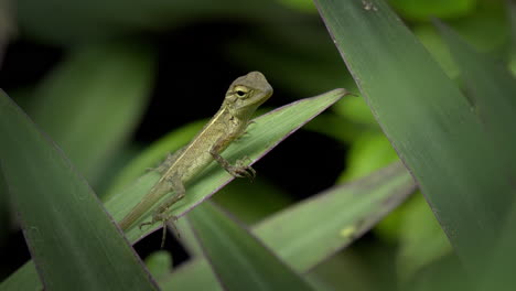 Lizard-Baby-on-Deep-Forest-Plant