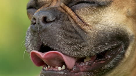 Eine-Müde-Französische-Bulldogge-Ruht-Mit-Offenem-Maul-Und-Herausgestreckter-Breiter-Zunge-Im-Gras