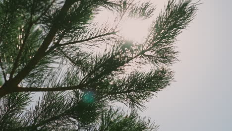 Silhouette-of-pine-tree-branch-waved-by-light-wind-in-forest-1