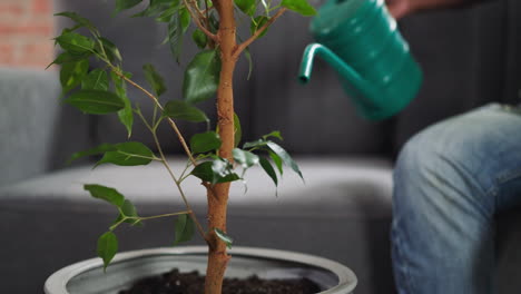 African-American-gardener-waters-ficus-tree-with-can-at-home