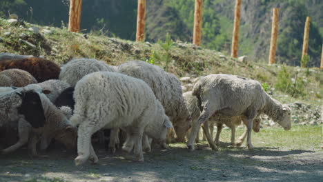Sheep-and-lambs-walk-along-shady-road-on-sunny-hot-day