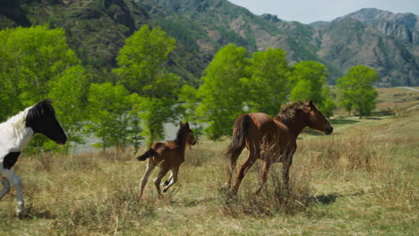Horse-with-cub-runs-along-meadow-grass-against-mountain