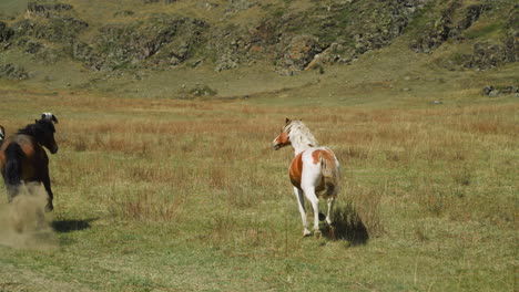 Purebred-horses-run-freely-along-large-pasture-slow-motion