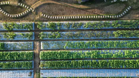 Drone-top-down,-nursery-orchard-low-sunlight-shining-across-planter-boxes