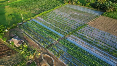 Simple-asian-farm-with-many-crops,-cinematic-aerial-top-down-during-sunrise