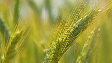 Closeup-macro-telephoto-shot-of-golden-wheat-and-tares,-blowing-flutter-flap-sway-in-wind