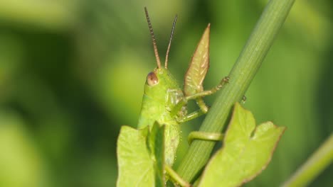Close-Up-Shot-Of-Green-Grasshopper-Perched-On-Plant-Stem-With-Creamy-Bokeh-Background