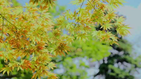 árbol-De-Hojas-De-Arce-Japonés-En-El-Día-Ventoso-Y-Soleado-Con-Cielo-Azul-Al-Mediodía-En-Un-Parque