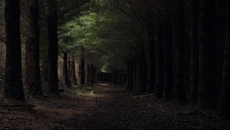 Straight-path-leading-into-an-ominous-forest;-tilt-down