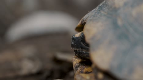 Brazilian-Tortoise-Hiding-in-Its-Shell,-the-Amazon,-Ecuador-Macro