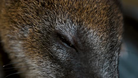 Closeup-of-a-Sleeping-Cucucho-Focus