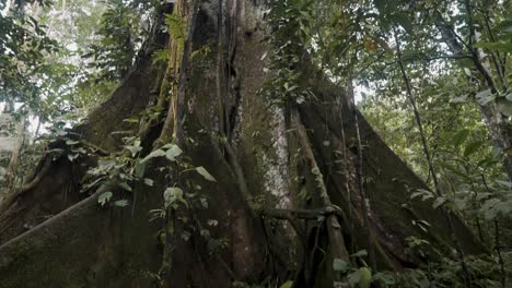 Giant-Kapok-Tree-In-Amazon-Rainforest-In-South-America