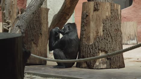 Retrato-Lateral-De-Un-Gorila-Solitario-Sentado-Solo-En-El-Zoológico-De-Praga,-República-Checa