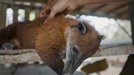 Petting-a-South-American-Coati-While-Resting-on-a-Wooden-Plank-Focus