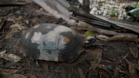 Brasilianische-Riesenschildkröte-Ruht-Auf-Feuchtem-Boden-Und-Alten-Blättern