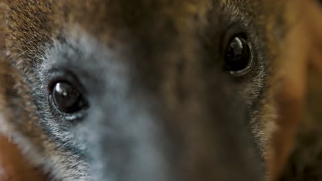 South-American-Coati-Eyes-Looking-Into-the-Camera-Closeup
