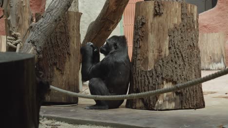 Side-Portrait-Of-A-Lonely-Gorilla-Sitting-Alone-In-The-Zoo