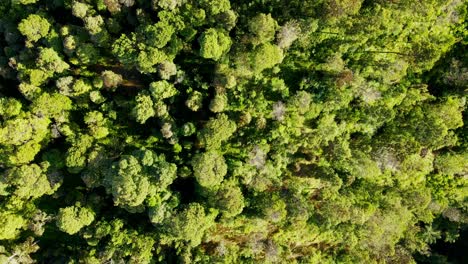Natural-forest-of-Indonesia-lit-by-sunshine,-aerial-top-down-view