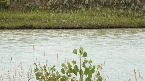Detail:-Prairie-river-flows-past,-both-shores-green-with-vegetation
