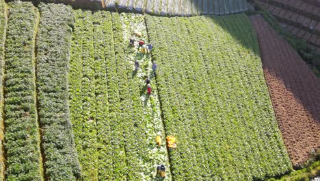 Aerial-view-group-of-farmers-are-harvesting-mustard-on-the-plantation