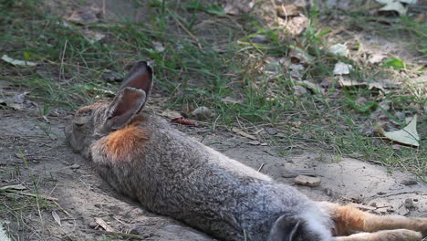Cottontail-rabbit-takes-a-nap-in-shallow-sand-depression-on-hot-day