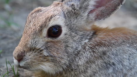 Full-frame-close-up-macro-of-cute-cottontail-bunny-face-wiggling-nose