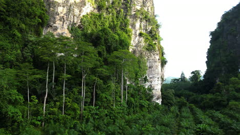 Rows-of-oil-palm-trees-on-cliff-slope,-Ao-Nang,-Southern-Thailand